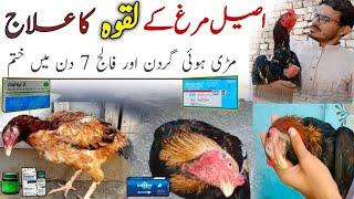 Aseel laqwa ka ilaj poultry paralysis Master Aseels