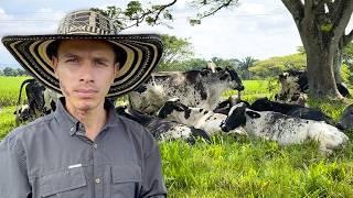 ALTA PRODUCCIÓN DE LECHE CON UN SISTEMA ECONÓMICO - HACIENDA EL EMPEDRADO, COLOMBIA 