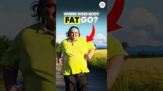Where does your body fat actually go during weight loss? By VMC Medical