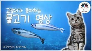 [고양이가 좋아하는 영상] 고양이에게 이 영상을 보여주세요! (바다 물고기)/VIDEO FOR CAT, 외출할 때, 혼자남은 고양이의 안정감, 분리불안, 고양이가 좋아하는 음악