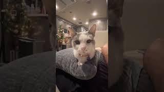 Nomad Nesters - Our queen kitty Tesla - She is the boss of the RV