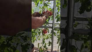 Mushroom Basket Tomato Follow Up #gardening #greenhouse #gardentomatoes #mushroom basket #shorts