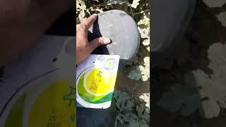 Black Bull - Hybrid Watermelons by Afson Seeds #HybridSeeds #afsonreels #afsonseeds #vegetables