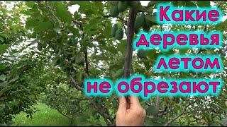Какие плодовые деревья летом не обрезают. Помогаем урожаю.