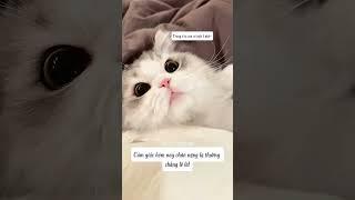 Mèo con chúc bạn ngủ ngon nhé~ #bigboss #shorts