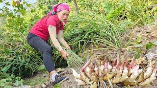 Harvesting Ginger to sell at the market, Cook Steamed Pig's Feet with Beans | Pet Care.