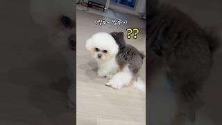 비숑형한테 붕가붕가하는 포메.... 취향공개(?)             #강아지쇼츠 #비숑프리제 #포메 #반려견 #puppyshorts #pomeranian #bichonfrise