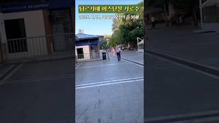 [가로수] 튀르키예 이스탄불 가로수 