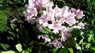 Рододендроны цветут  Rhododendrons in bloom