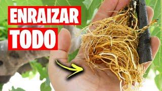 ENRAIZA CUALQUIER PLANTA RÁPIDO y FÁCIL ¡NUNCA FALLAN! | La Huerta de Ivan