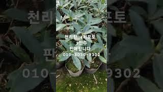 천리향 포토묘 있습니다 #천리향 #서향 #향기나는꽃 #나무