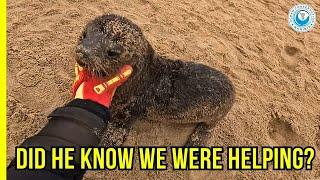 We Had to Sprint to Save This Wounded Seal