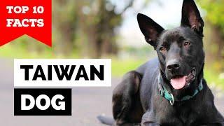 Taiwan Dog - Top 10 Facts (Formosan Mountain Dog)