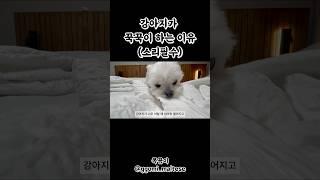 #꾹꾹이 하는 #이유 알고 맴찢...ㅠ