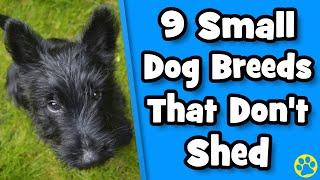 Top 9 Small Dogs That Don't Shed