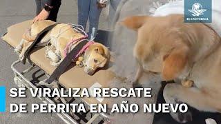 Arrancan 2025 con rescate a una perrita; piden apoyo para que se recupere