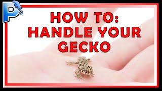 Handling Your New Gecko