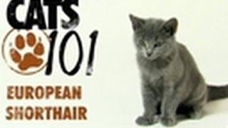 European Shorthair | Cats 101