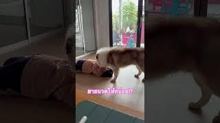 ยายนวดให้หน่อย!? #ข้าวจ้าวหมากวนตีน #สุนัข #shorts