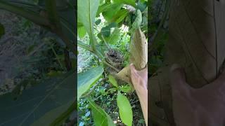 there is a bird's nest in the teak tree #beutybirds #nature #naturesvoice #farming #nest #satisfying