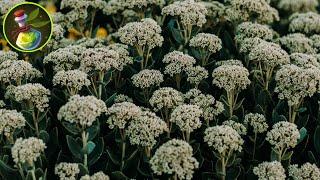 Find out what YARROW cures and how it is used