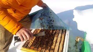 Пчелы зимуют на улице в Сибири Wintering bees in the street in Siberia