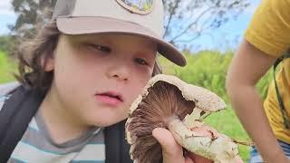 Hawaii Edible Mushroom Foraging - Almond Agaricus