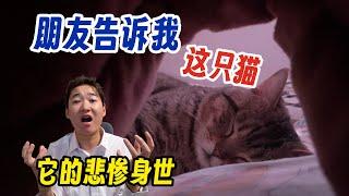 朋友告诉我 这只猫 小七的悲惨身世！不幸的童年要用一生来治愈～回答网友的问题！未来我努力让它 快快乐乐的生活下去