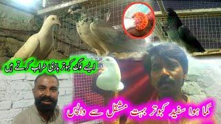 Chitta Kabootar Wapis aa Gya || Pola G  Pigeon Club