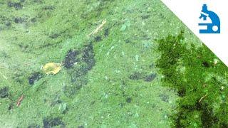 Algae Corner: "What Is It?" - Aphanizomenon or "Chopped Grass"