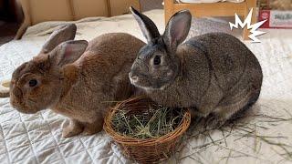 Rabbit's Dramatic Pause Button: Activated by a Thump!