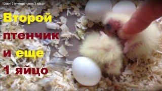 Птенцы 1и2дня. Беспокойное поведение кореллы перед снесением яйца. Разведение 2-сезон