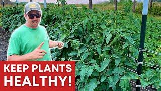 How to Keep TOMATO PLANTS Happy and Healthy!