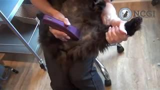 Cat Sanitary Trim in 2 minutes