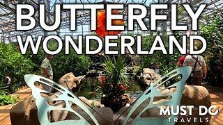 Butterfly Wonderland In Phoenix, Arizona | Must Do Travels