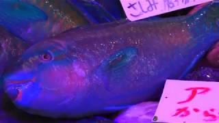 Amazing Street Food in Japan || Parrotfish Sashimi