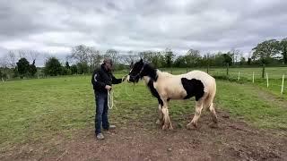 Horses and Ponies showing Dangerous Behaviour!