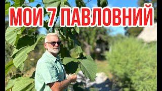 Мои павловнии / ПАВЛОВНИЯ 4 года / Игорь Билевич