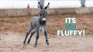 Adorable Mini Donkey Is Born!