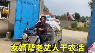 一个女婿半个儿，趁着假期把娘家的玉米掰完，可把丈母娘心疼坏了！#夫妻日常#vlog
