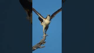 Birds of Southern California #birds #subscribe #ospreys #wildlife #shorts #socal #nature #sonyalpha