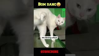   Funny Cats bom dance   #shorts #shortsvideo