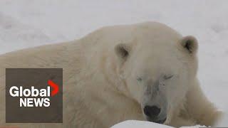 Baffin the polar bear dies at the Calgary Zoo