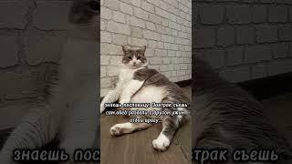 ты чего такой толстый?#мурка#батон#котики#юмор#шортс#2025 .