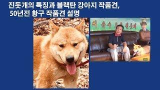 진돗개의 특징과 블랙탄강아지  50년전 황구설명.송죽TV방송