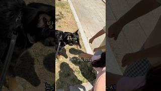 어린아이들에게 매너지키는 예의바른 진돗개 #강아지 #shorts #진돗개