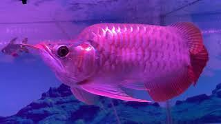 Arowana fa fu long  in Cambodia