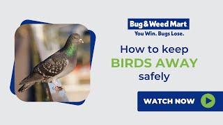 How To Keep Birds Away Safely