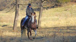 SOLD- TOOTSIE LETS ROLL SELLS ON HORSEBID.COM- Nolan Horses