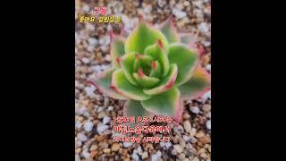 #아침노을 #다육에서 #오후 1시30분 #라이브방송 #시작합니다 #아침노을다육에 #놀러 #오세요
